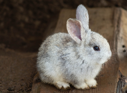 recoleccion de mascotas