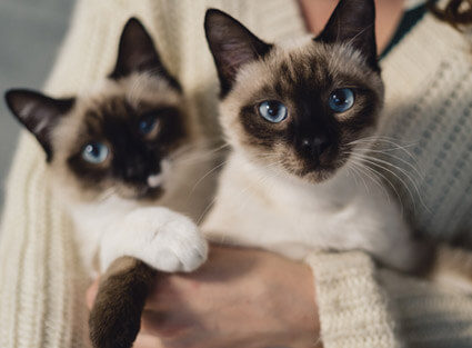 recoleccion de mascotas